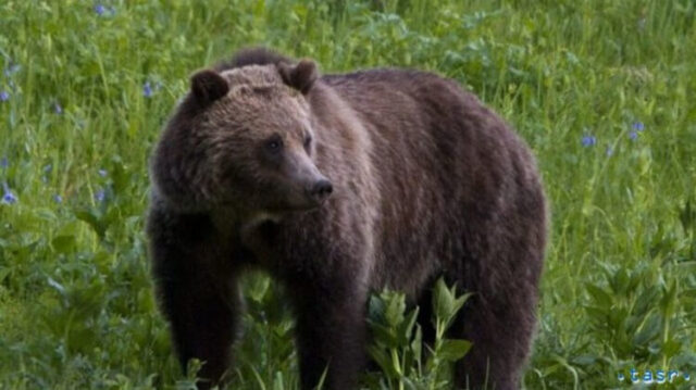 Ochranári povolili odstrel medveďa v Ružomberku