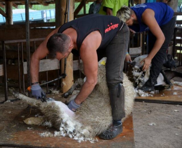 Majstrovstvá v strihaní oviec vyhral Poliak