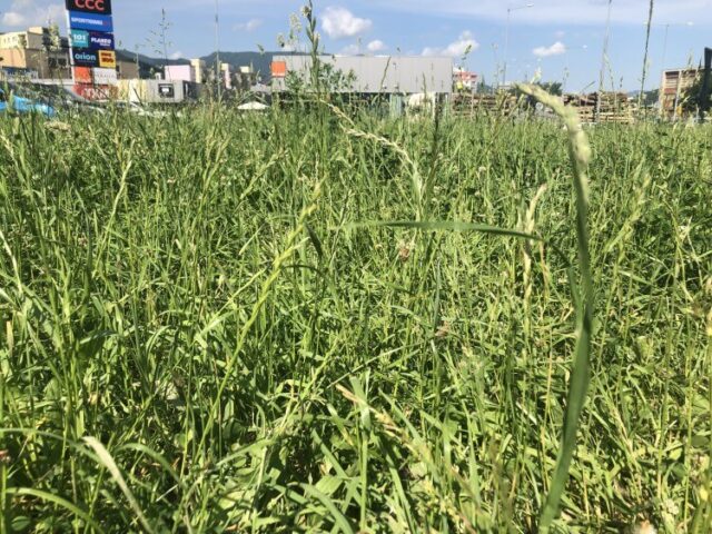 Kosenie trávy je v plnom prúde