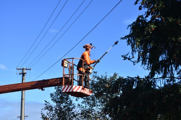 Majitelia pozemkov by si mali orezať kríky a stromy pod elektrickým vedením, varujú elektrikári