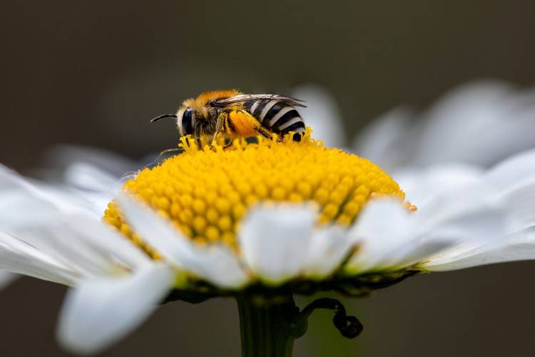 Deti sa môžu opäť zapojiť do súťaže „Včely očami detí“