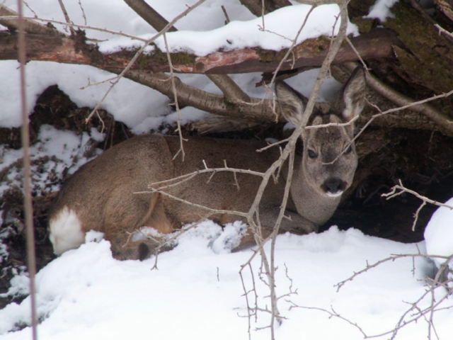 Ľudia by nemali prikrmovať zver v lese. Krmivo môžu odovzdať poľovníkom.