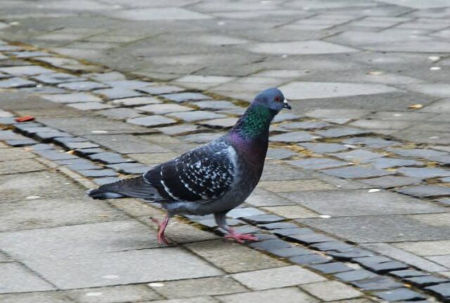 Počet holubov v meste sa zníži