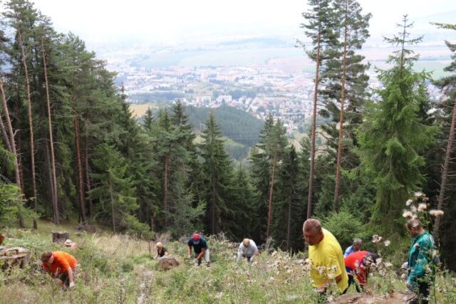 Ružomberčania zachránili viac ako 2000 mladých stromčekov