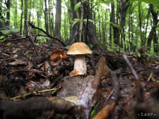 Katolícka univerzita v Ružomberku otvára poradňu pre hubárov