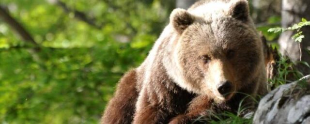 Medvedica s dvoma mladými sa pohybuje v blízkosti Kalvárie