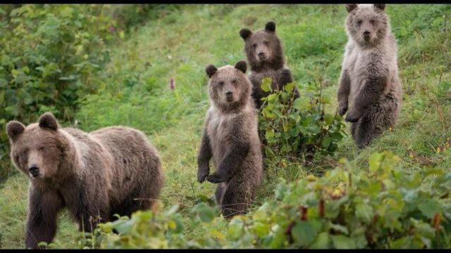 Medvede negatívne ovplyvňujú turistickú sezónu