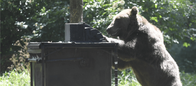 Mestská polícia zvýši hliadky v lokalitách, kde sa pohybovali medvede