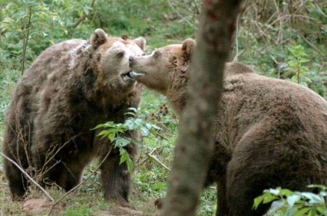 Medveďa v Ružomberku napokon neodstrelili, primátor sa už stretol s ministrom
