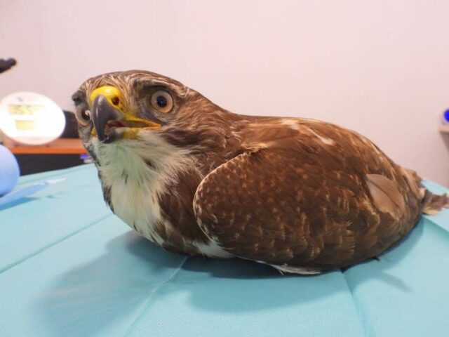 Záchrana myšiaka lesného