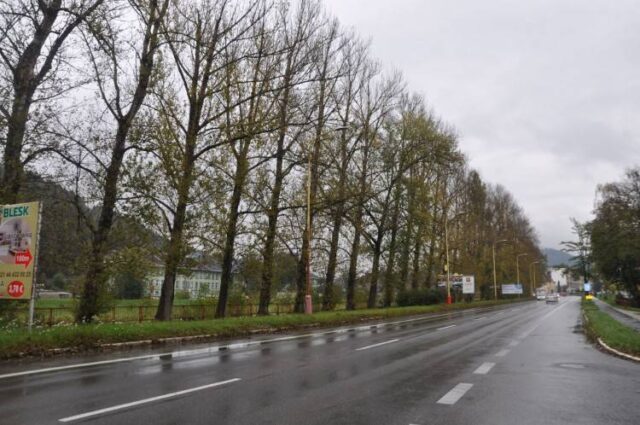 Ružomberok príde o ďalšie stromy, dôvodom je bezpečnosť chodcov aj vodičov