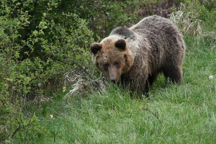 Poľovníci a ochranári sa v otázke počtu medveďov rozchádzajú