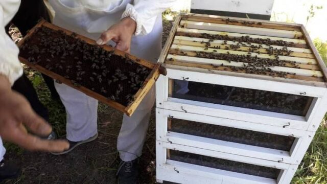 Na fľašku medu obletia včely trikrát vzdialenosť zemegule