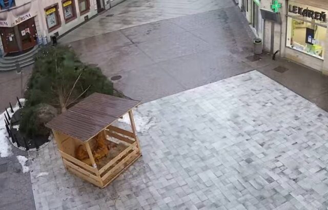 V Ružomberku sa zrútil hlavný vianočný strom, nehoda sa zaobišla bez zranení