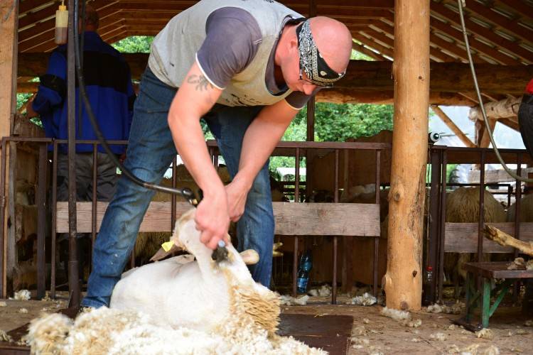 Medzinárodné zápolenie strihačov oviec