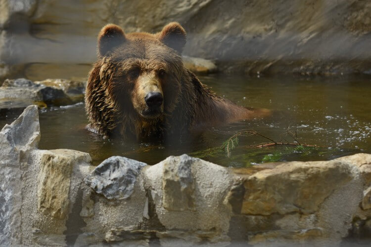 Rozhovor: Tragédia s medveďom sa na dolnom Liptove môže opakovať
