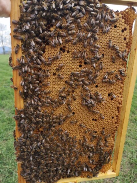 Koníček, ktorý zachraňuje ľudstvo