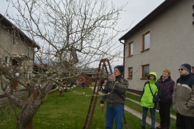 Vrúbľovanie vdýchne stromom nový život