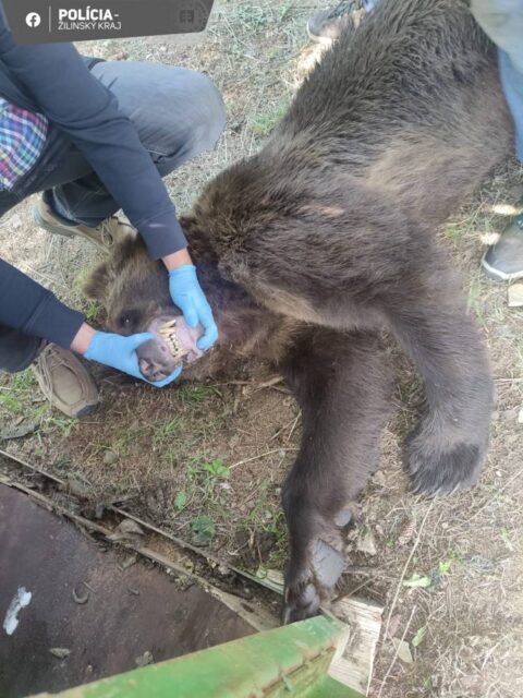 Chytili a usmrtili prvého medveďa z cintorína