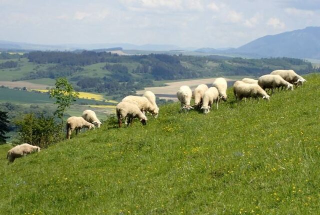 Pripravili Ovčiarsku nedeľu v Múzeu liptovskej dediny