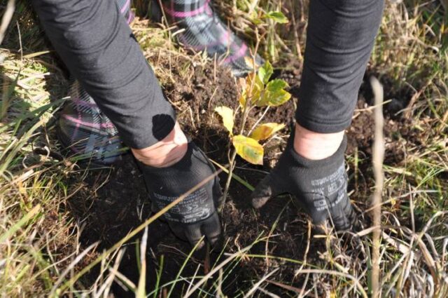 Pridajte ruku k dielu a pomôžte našim lesom