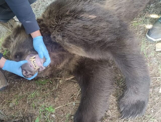 Medveď ohrozoval ľudí, zastrelili ho