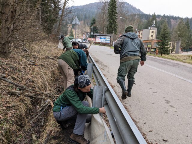 Ochranári pomáhajú žabám