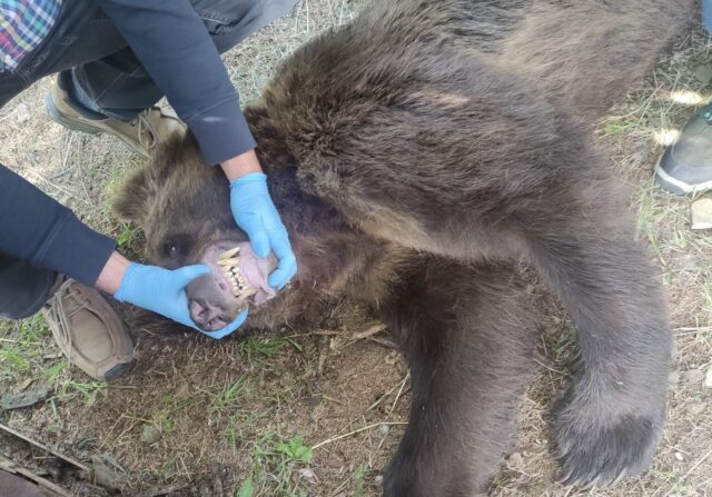 Kvôli medveďom vyhlásili v okrese Ružomberok mimoriadnu situáciu