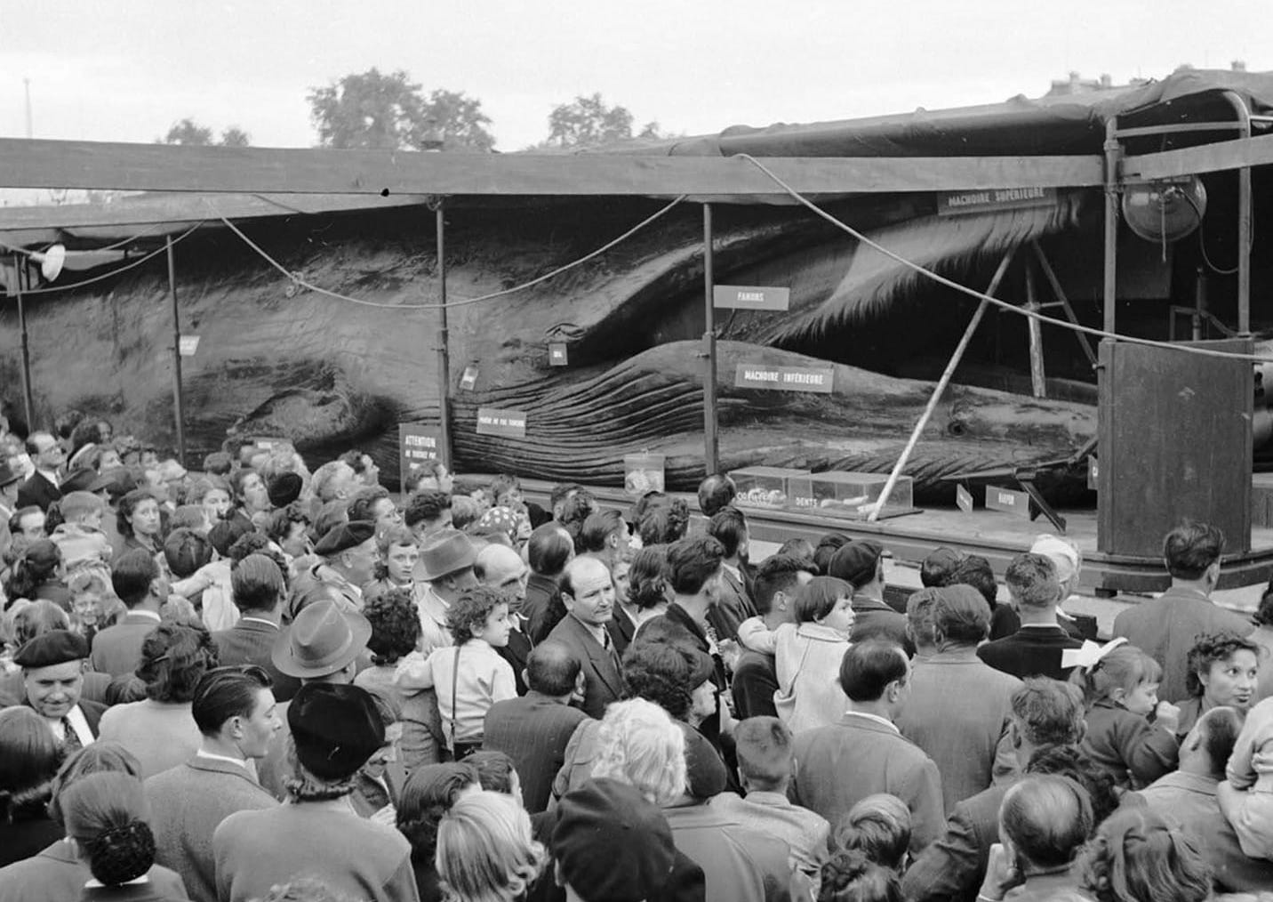 Veľryba v Ružomberku