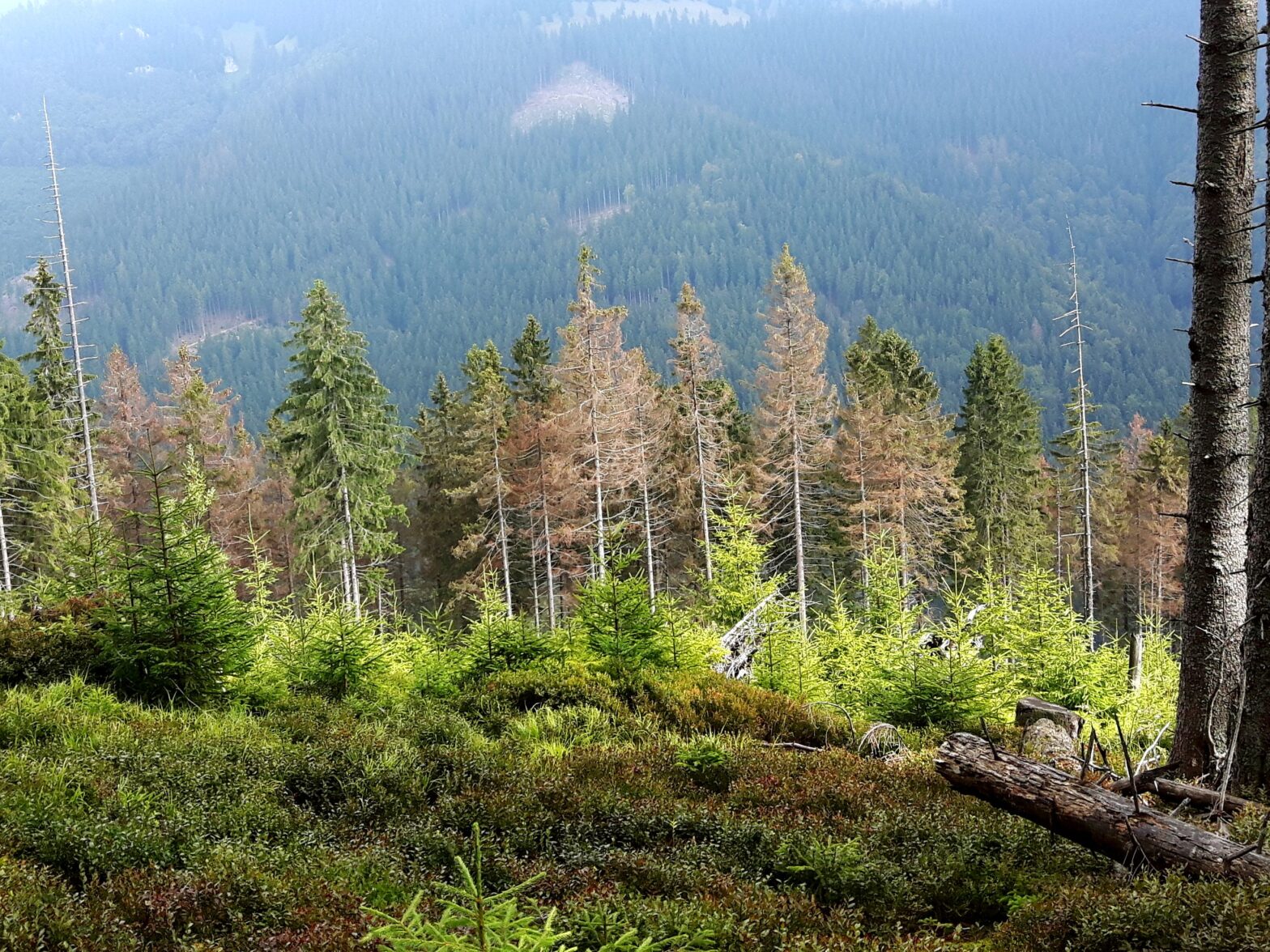 Lykožrút napadol aj ružomberské lesy, znížil ceny dreva