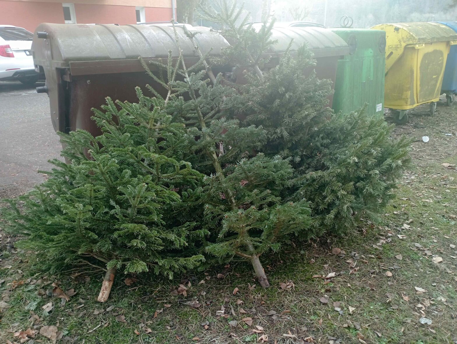 Zbavte sa prírodných aj umelých vianočných stromčekov ekologicky