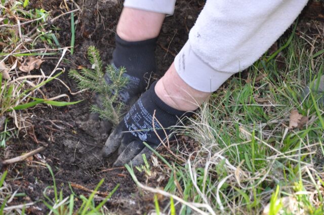 V Mestských lesoch každý rok pribudne vyše stotisíc stromov