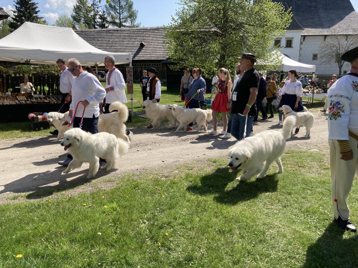 Tradície ovčiarstva a salašníctva v liptovskom skanzene