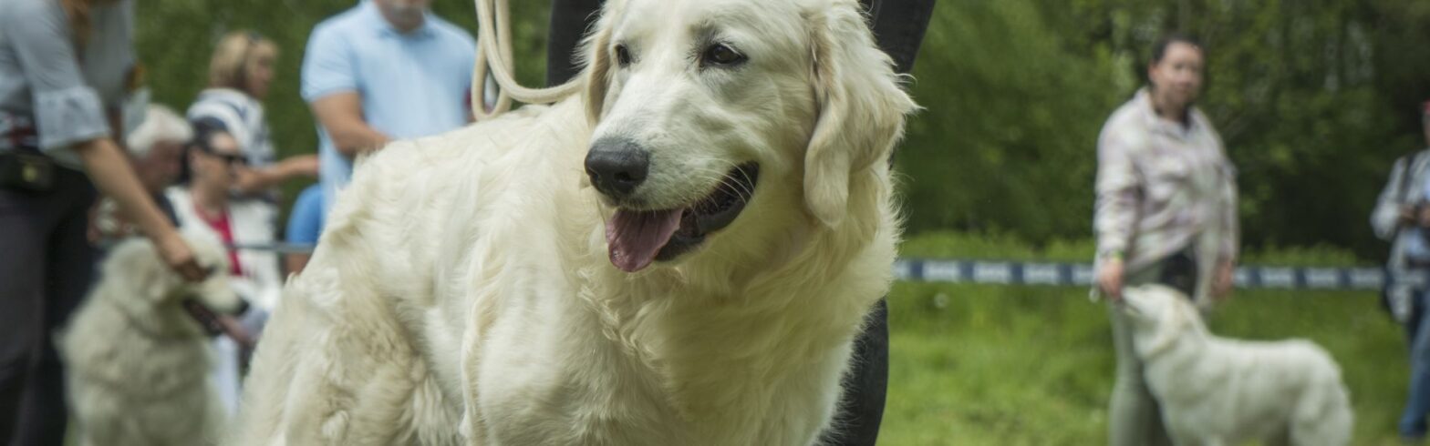 Známe slovenské plemeno v skanzene Liptovského múzea