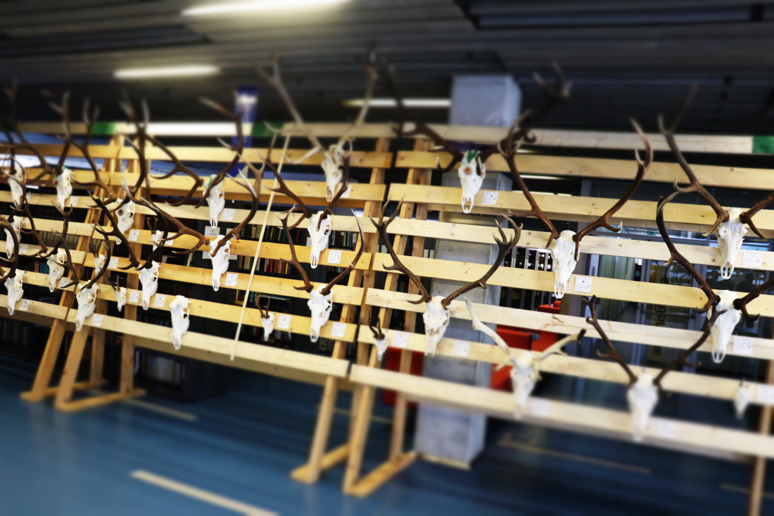 Chovateľská prehliadka v reprezentačných priestoroch