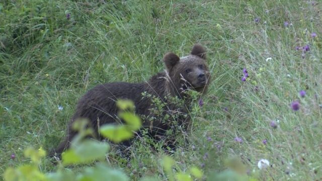 Medveď hnedý očami odborníkov: Príďte na pútavú prednášku do knižnice v Ružomberku
