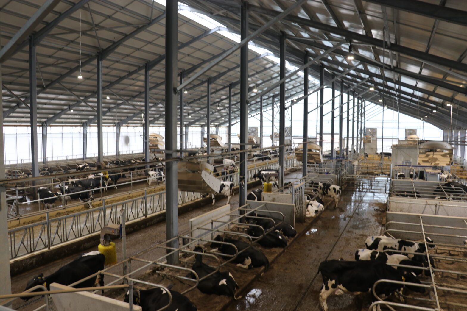 V Ludrovej sa dojnice cítia ako v obývačke