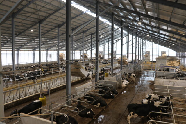 V Ludrovej sa dojnice cítia ako v obývačke