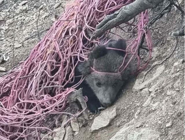 Záchrana medvieďaťa v bikeparku Malinô Brdo, chytilo sa do siete